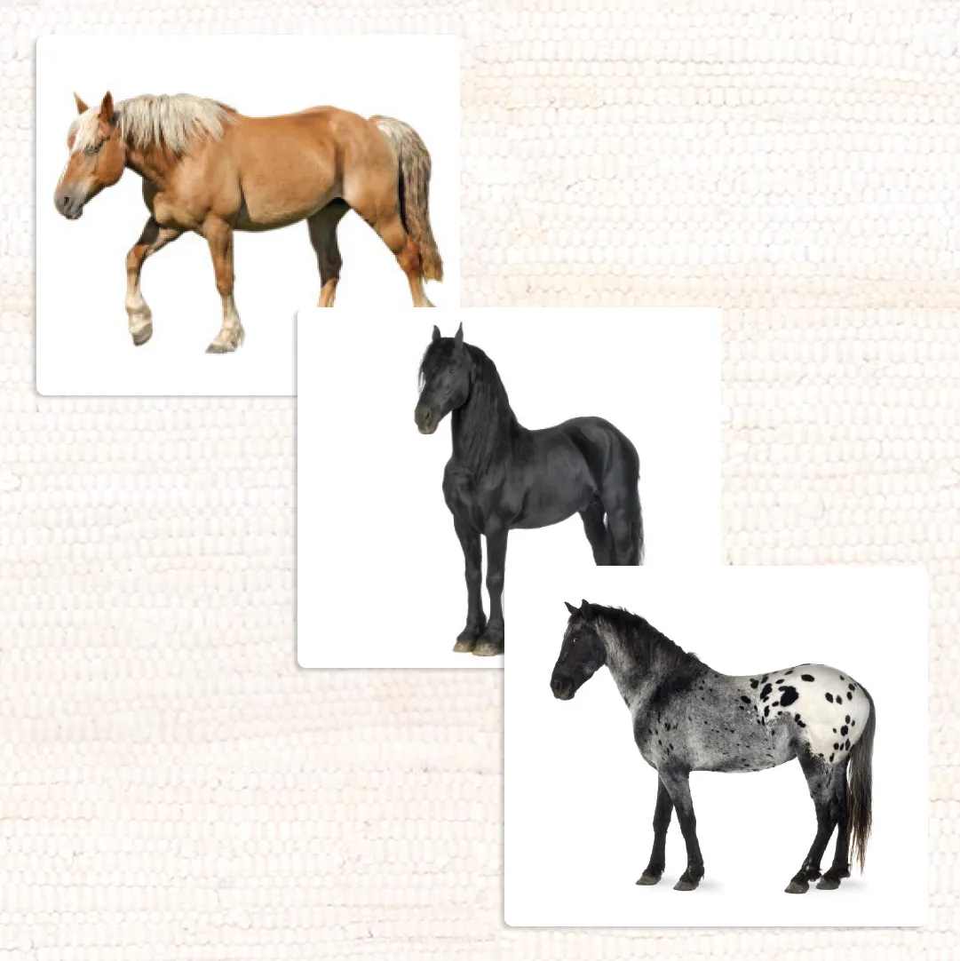 Horses (Coat Colors) Vocabulary